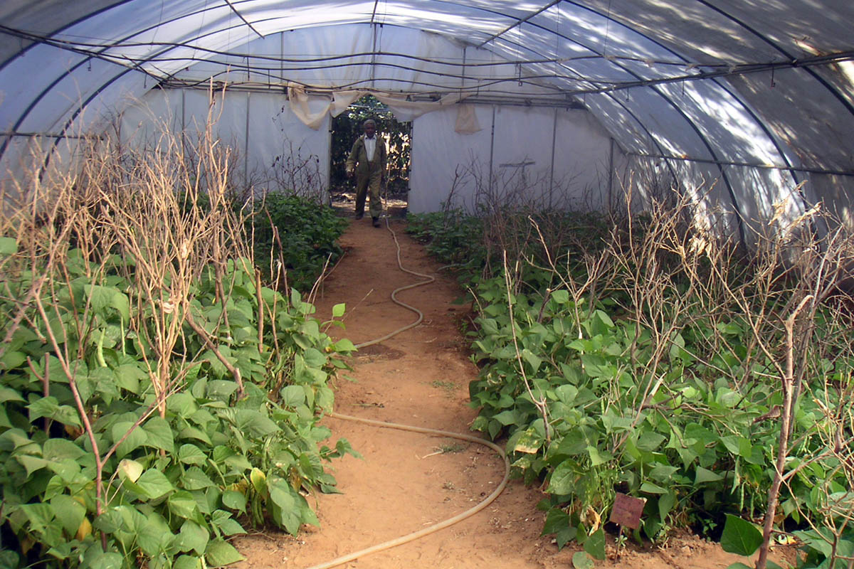 Ayudas al cultivo en Wukro